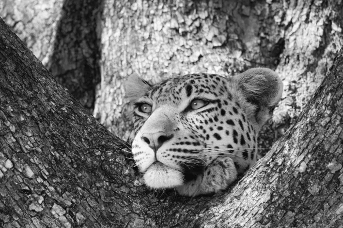 Young leopard in Okavango delta