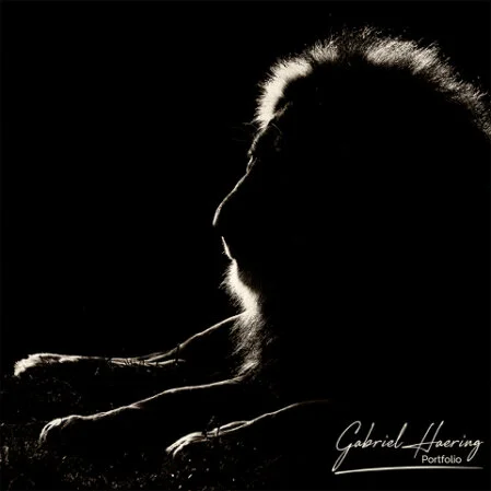 Color photograph of African wildlife at sunset on safari