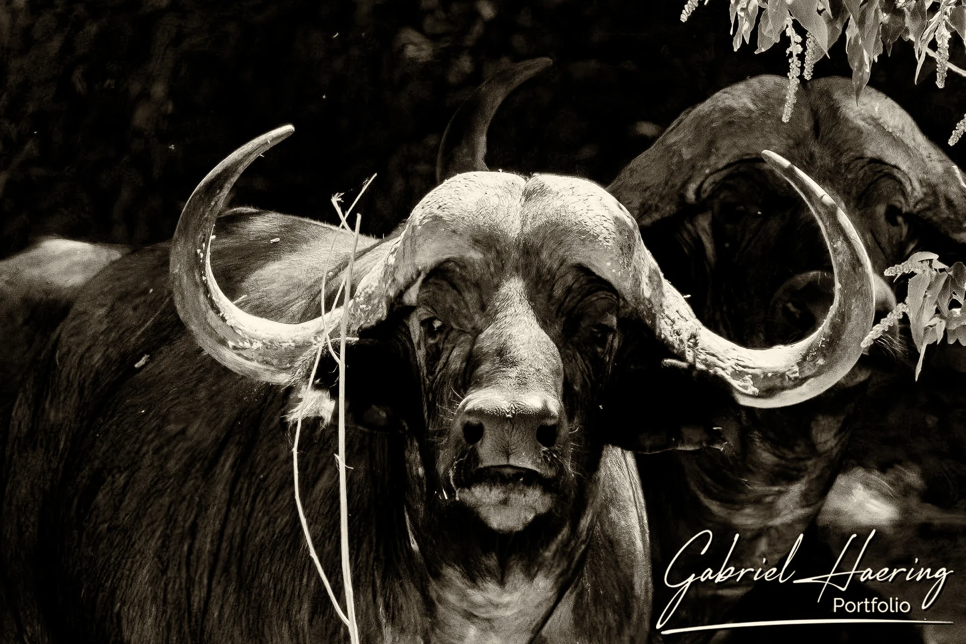 Oryx walking across sand dunes in Namibia