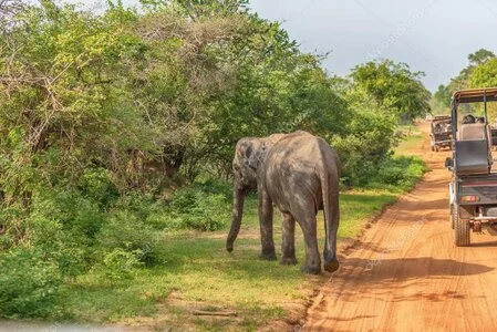 Safari vehicle watching wildlife in golden light