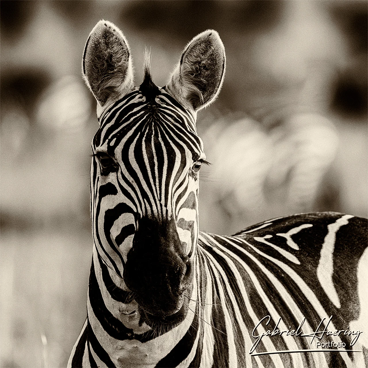 Elephants crossing a river channel in Botswana