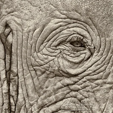 Elephants in Black & White - Picture taken by Gabriel Haering in Amboseli National Park (Kenya)