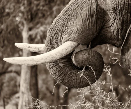 Elephants in Black & White - Picture taken by Gabriel Haering in Mana Pools National Park (Zimbabwe)