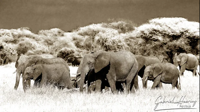 Elephants in Black & White - Picture taken by Gabriel Haering in Amboseli National Park (Kenya)