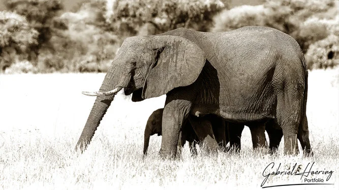Elephants in Black & White - Picture taken by Gabriel Haering in Amboseli National Park (Kenya)