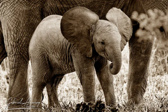 Elephants in Black & White - Picture taken by Gabriel Haering in Amboseli National Park (Kenya)