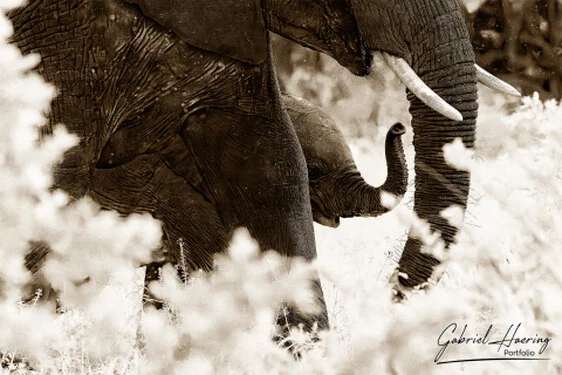 Elephants in Black & White - Picture taken by Gabriel Haering in Tarangire National Park (Tanzania)