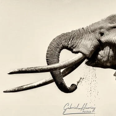 Elephants in Black & White - Picture taken by Gabriel Haering in Amboseli National Park (Kenya)