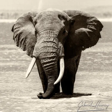 Elephants in Black & White - Picture taken by Gabriel Haering in Amboseli National Park (Kenya)