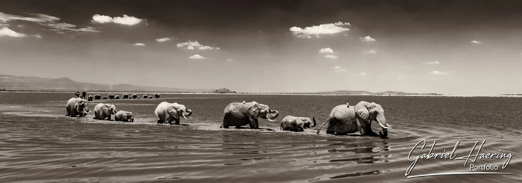 Elephants in Black & White - Picture taken by Gabriel Haering in Amboseli National Park (Kenya)