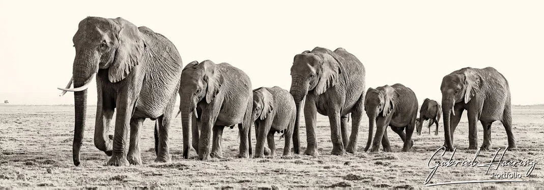 Elephants in Black & White - Picture taken by Gabriel Haering in Amboseli National Park (Kenya)