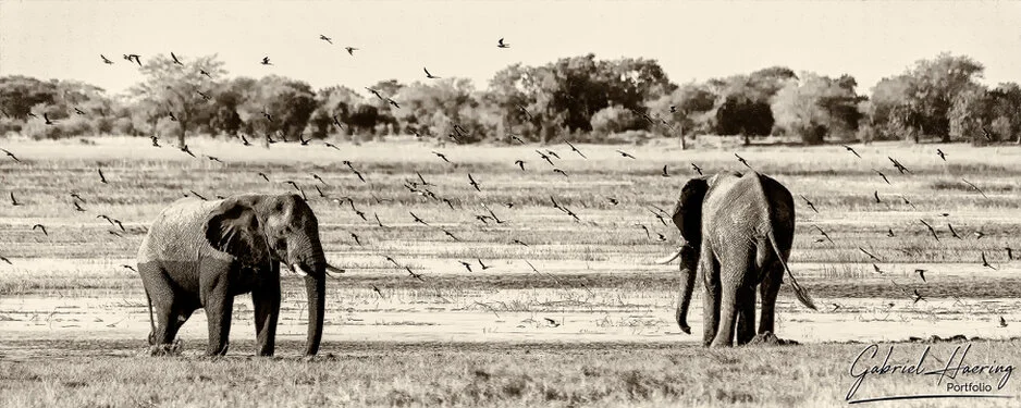Elephants in Black & White - Picture taken by Gabriel Haering in Chobe National Park (Botswana)