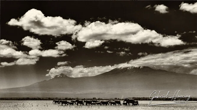 Elephants in Black & White - Picture taken by Gabriel Haering in Amboseli National Park (Kenya)