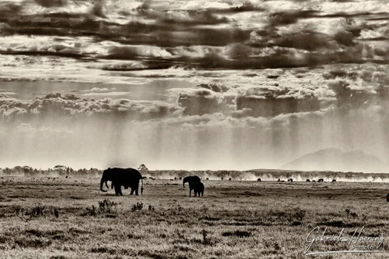 Elephants in Black & White - Picture taken by Gabriel Haering in Amboseli National Park (Kenya)