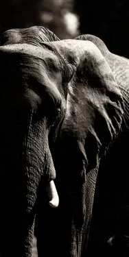 Elephants in Black & White - Picture taken by Gabriel Haering in Mana Pools National Park (Zimbabwe)