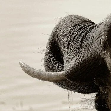 Elephants in Black & White - Picture taken by Gabriel Haering in Chobe National Park (Botswana)
