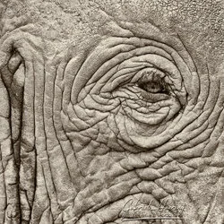 Close-up black and white photograph of African elephant skin texture and wrinkles