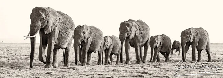 Black and white photograph of an African elephant family protecting a calf