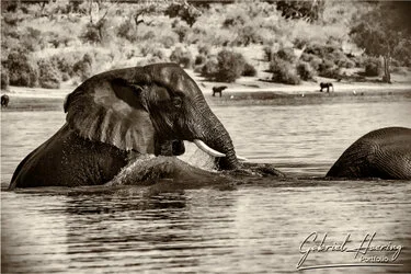 Black and white portrait of an African elephant showing textured skin and expressive eye
