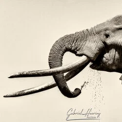 Portrait-oriented black and white image of African elephant trunk and tusks