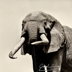 Portrait-oriented black and white image of African elephant trunk and tusks