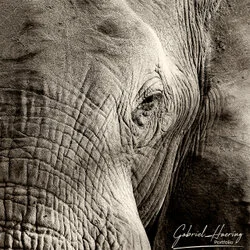 Close-up black and white photograph of African elephant skin texture and wrinkles