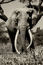 Portrait-oriented black and white image of African elephant trunk and tusks