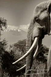 Portrait-oriented black and white image of African elephant trunk and tusks