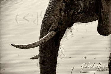 Black and white portrait of an African elephant showing textured skin and expressive eye