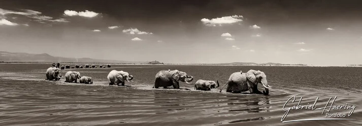 Black and white photograph of an African elephant family protecting a calf