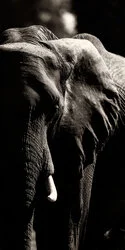 Black and white portrait of an African elephant showing textured skin and expressive eye