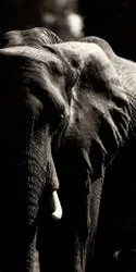 Black and white portrait of an African elephant showing textured skin and expressive eye