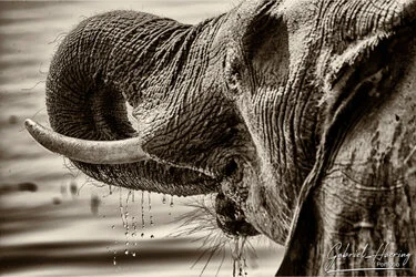 Black and white portrait of an African elephant showing textured skin and expressive eye