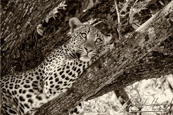 Leopard  in Black & White - Picture taken by Gabriel Haering in Okavango Delta (Botswana)