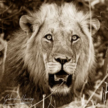 Lion  in Black & White - Picture taken by Gabriel Haering in Mana Pools National Park (Zimbabwe)