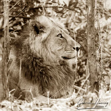 Lion  in Black & White - Picture taken by Gabriel Haering in Mana Pools National Park (Zimbabwe)