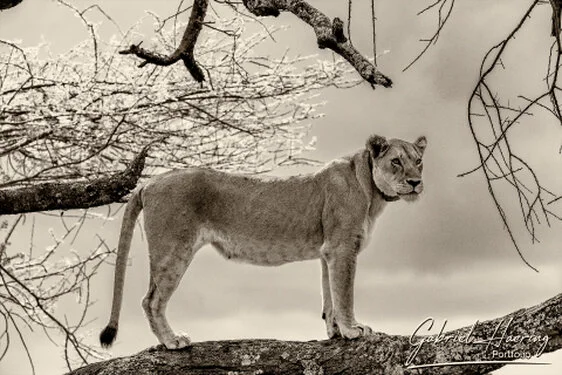 Lion  in Black & White - Picture taken by Gabriel Haering in Serengeti National Park (Tanzania)