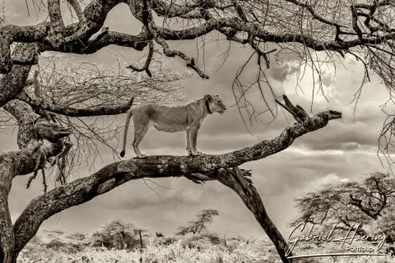 Lion  in Black & White - Picture taken by Gabriel Haering in Serengeti National Park (Tanzania)