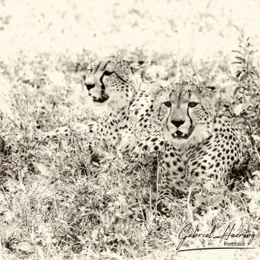Cheetah in Black & White - Picture taken by Gabriel Haering in Tarangire National Park (Tanzania)