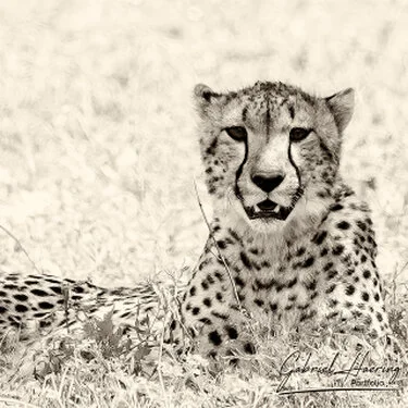 Cheetah in Black & White - Picture taken by Gabriel Haering in Serengeti National Park (Tanzania)