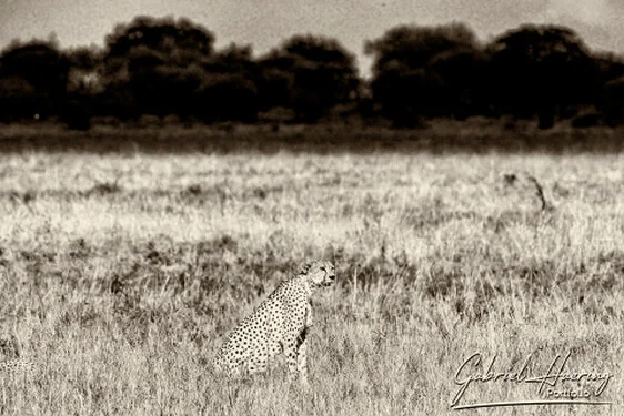 Cheetah in Black & White - Picture taken by Gabriel Haering in Tarangire National Park (Tanzania)