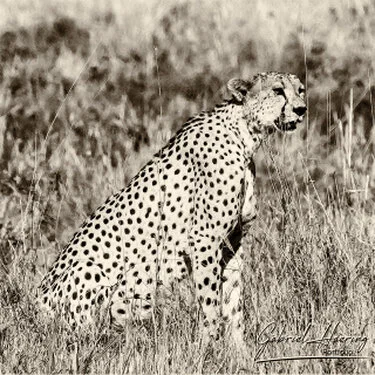 Cheetah in Black & White - Picture taken by Gabriel Haering in Tarangire National Park (Tanzania)