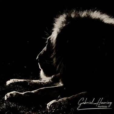 Lion  in Black & White - Picture taken by Gabriel Haering in Serengeti National Park (Tanzania)