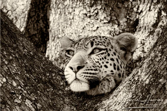 African cats<br /> in Black & White - Picture taken by Gabriel Haering in Amboseli National Park (Kenya)