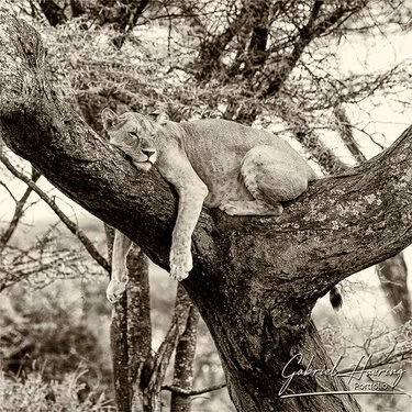 Black and white portrait of an African lion showing powerful posture and intense gaze