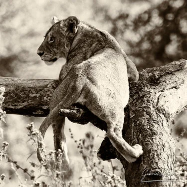 Black and white portrait of an African lion showing powerful posture and intense gaze