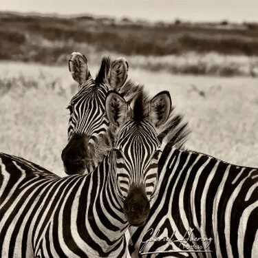 Zebra in Black & White - Picture taken by Gabriel Haering in Mana Pools National Park (Zimbabwe)