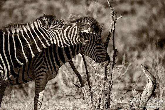 Zebra in Black & White - Picture taken by Gabriel Haering in Mana Pools National Park (Zimbabwe)