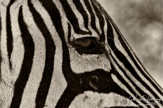 Zebra in Black & White - Picture taken by Gabriel Haering in Ngorongoro Crater (Tanzania)