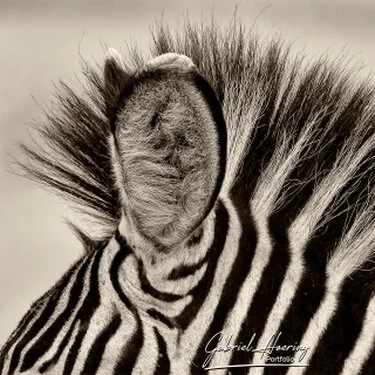 Zebra in Black & White - Picture taken by Gabriel Haering in Tarangire National Park (Tanzania)